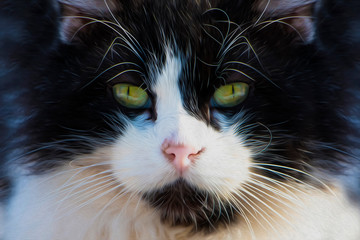 Portrait of the black and white cat