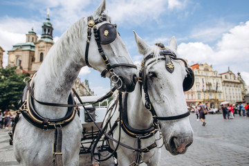 Naklejka na ściany i meble Two horses - white and black on the Old Town Square of Prague. View of the postcard Prague. View of Tyn church in sunny weather with blue sky.