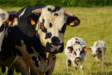 Animal ferme vache 255