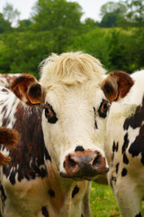 Animal ferme vache 297