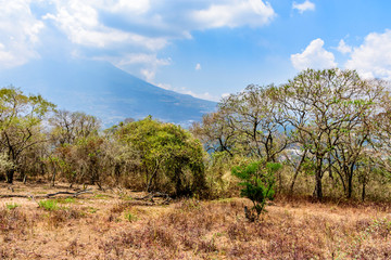 Dry vegetation at end of dry season & Agua volcano behind (Volcán de Agua) outside Antigua, Guatemala, Central America