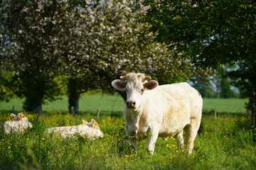 Animal ferme vache 303