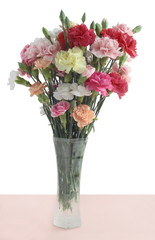 multicolor carnations isolated close up