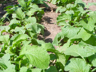 fresh lettuce in the garden