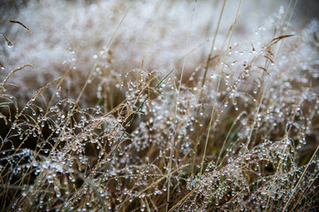 Closeup dew drops on grass in winter season