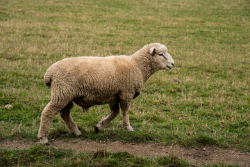 Lone sheep walking in the green gras field farm.