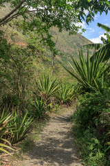 small path through the rainforest in peru