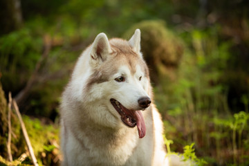 portrait of a Siberian husky dog