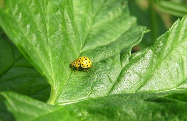 Yellow coccinellidae beetle on green leaves background