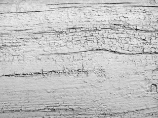 black and white photo of cracked paint on a tree