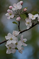 Beautiful flower of a blooming apple tree in summer time