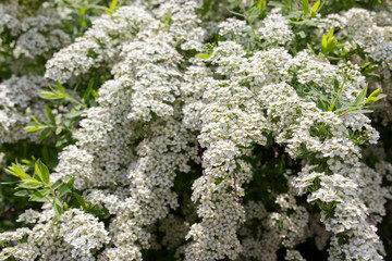 Spiraea cinerea Grefsheim deciduous ornamental shrub of the Rosaceae family, branches with a lot of small white flowers, close-up texture floral background.