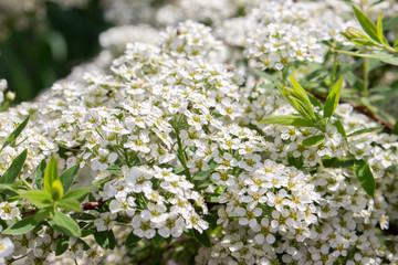 Spiraea cinerea ashy small white flowers, close-up texture floral background. Blooming ornamental shrub Rosaceae, Bundles of white flowers, selective focus