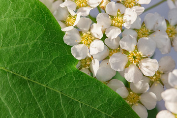 small white flowers Spiraea cinerea ashen, macro close-up texture floral background. Geometrical...