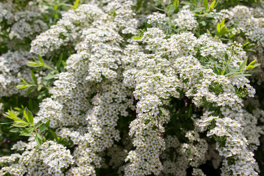 Spiraea cinerea Grefsheim deciduous ornamental shrub of the Rosaceae family, branches with a lot of small white flowers, close-up texture floral background. - Powered by Adobe