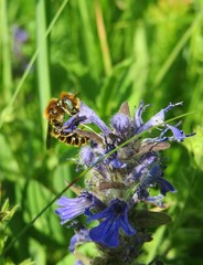 Bee on ajuga flowers in the meadow, closeup