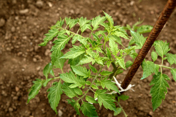 Young organic tomato seedlings grow in the ground. Tomato plants in the garden