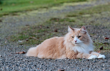 Naklejka na ściany i meble A creme tabby norwegian forest cat male lying in the middle of a country road on a summer day