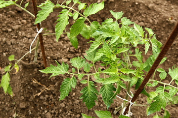 Young organic tomato seedlings grow in the ground. Tomato plants in the garden