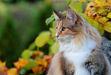 Naklejka na ściany i meble Beautiful Norwegian forest cat female sitting in the garden in autumn