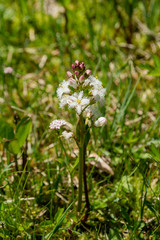 Fieberklee - Menyanthes trifoliata