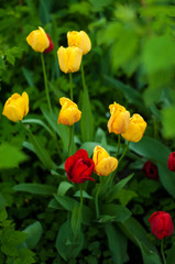 Beautiful tulips flowers blooming in a garden. Colorful tulips are flowering in garden in sunny bright day. Bulbous spring-flowering plant  close up.