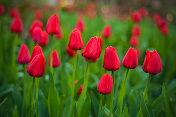 Obraz na płótnie Canvas Beautiful tulips flowers blooming in a garden. Colorful tulips are flowering in garden in sunny bright day. Bulbous spring-flowering plant close up.