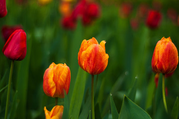 Beautiful tulips flowers blooming in a garden. Colorful tulips are flowering in garden in sunny bright day. Bulbous spring-flowering plant  close up.