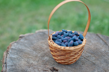 basket of berries on the stump