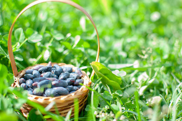 basket with berries in the grass