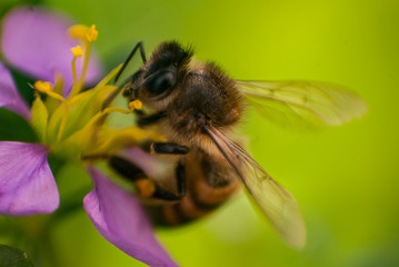 Bee works