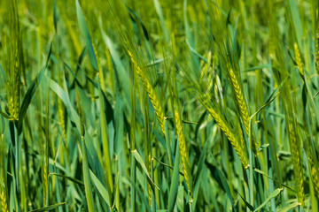 Field of green, fresh and natural wheat. Sunny spring day.