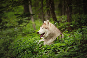 Fototapeta premium Profile Portrait of happy and beautiful dog breed siberian husky lying in the green forest.