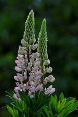 Beautiful pink lupine blooming in garden in summertime
