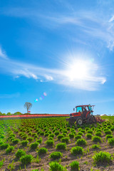  View of a tractor and planting implement cultivating flower field in a beautiful sunny day in...
