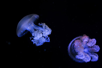amazing cosmic hypnotic colorful marble jellyfishes underwater in aquarium on dark background 