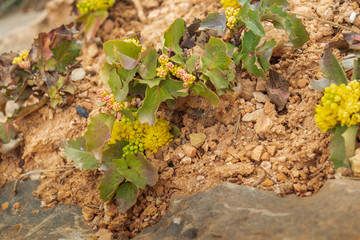 Yellow wildflower on the desert floor
