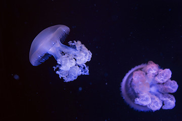 Naklejka na ściany i meble amazing cosmic hypnotic colorful marble jellyfishes underwater in aquarium on dark background 