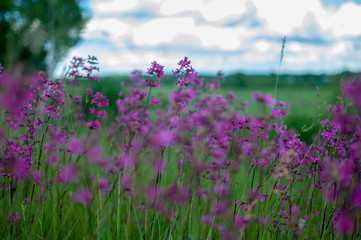 beautiful flowers in the field