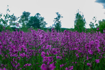 Naklejka premium beautiful flowers in the field