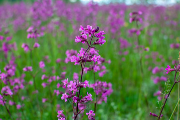Naklejka premium beautiful flowers in the field