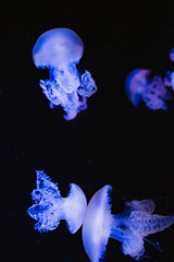 Obraz na płótnie Canvas amazing cosmic hypnotic colorful marble jellyfishes underwater in aquarium on dark background 