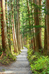 Fototapeta premium Lonely Path of Autumn