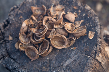 Textured background of drought walnut shells