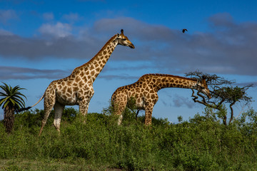Giraffe