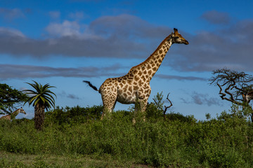 Giraffe