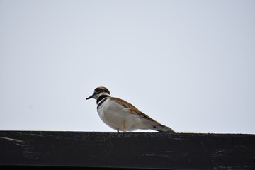 Bird Perched on Building