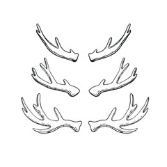 Set of hand drawn deer and moose horns isolated on white. Vector natural sketch.
