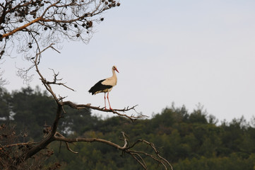 stork in nest