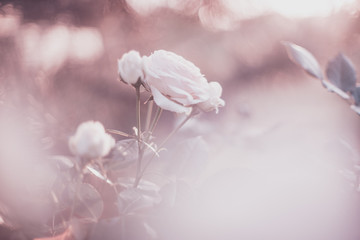 Gentle pastel background image of pale roses flowers